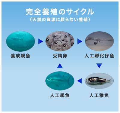 完全養殖のサイクル