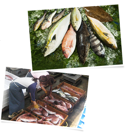 魚画像