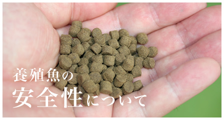 養殖魚の安全性について