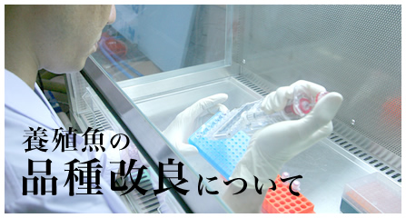 養殖魚の品種改良について