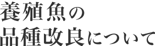 養殖魚の品種改良について