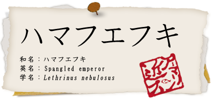ハマフエフキ
