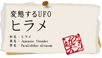 ヒラメ