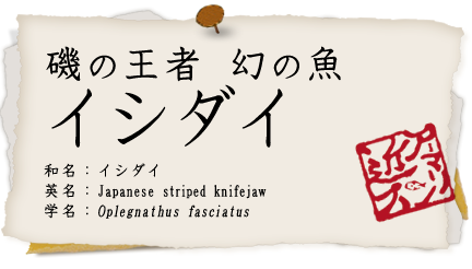 イシダイ