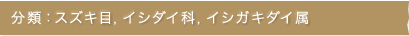 分類：スズキ目，サバ科，マグロ類，クロマグロ