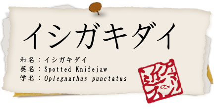 イシガキダイ
