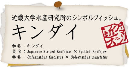 キンダイ