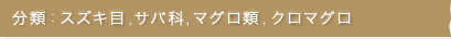 分類：スズキ目，サバ科，マグロ類，クロマグロ