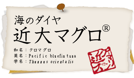 海のダイヤ 近大マグロ/和名：クロマグロ 英名：Pacificｂluefinｔuna 学名：Thunnus orientalis