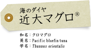 海のダイヤ 近大マグロ/和名：クロマグロ 英名：Pacificｂluefinｔuna 学名：Thunnus orientalis