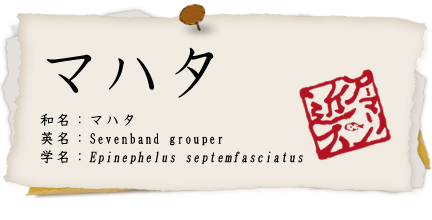 マハタ