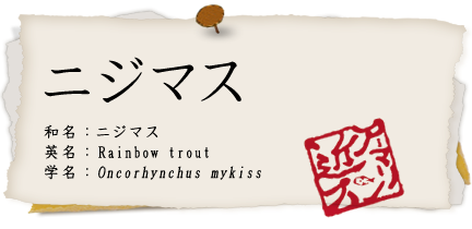 ニジマス