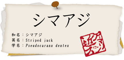 シマアジ